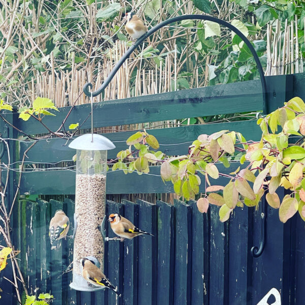 Bird Feeder bracket