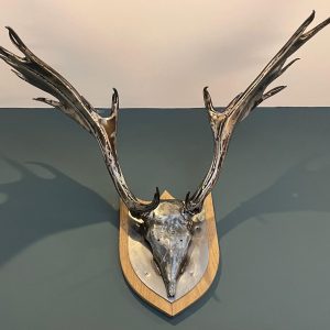 Steel stags head mounted on wall straight on